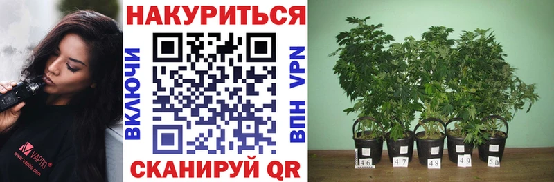 Купить закладки Клин Марихуана THC 21%